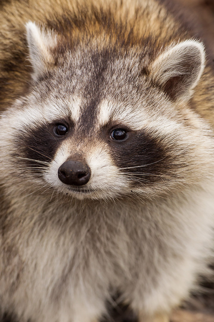 Killer-raccoon