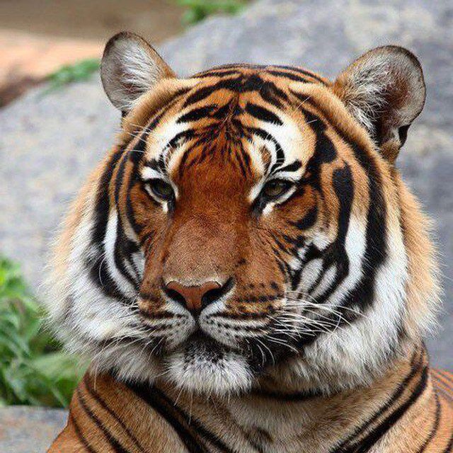 Amur_Tiger_official