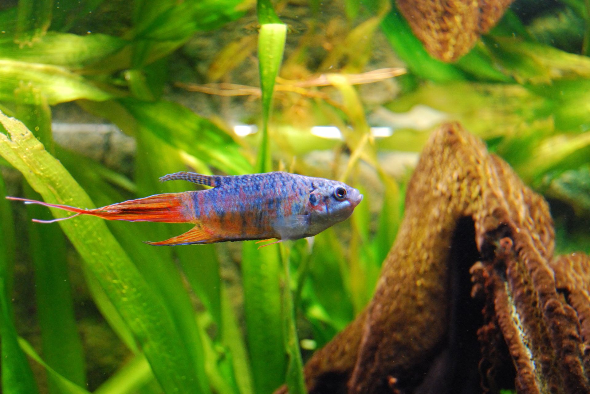 herr_macropode