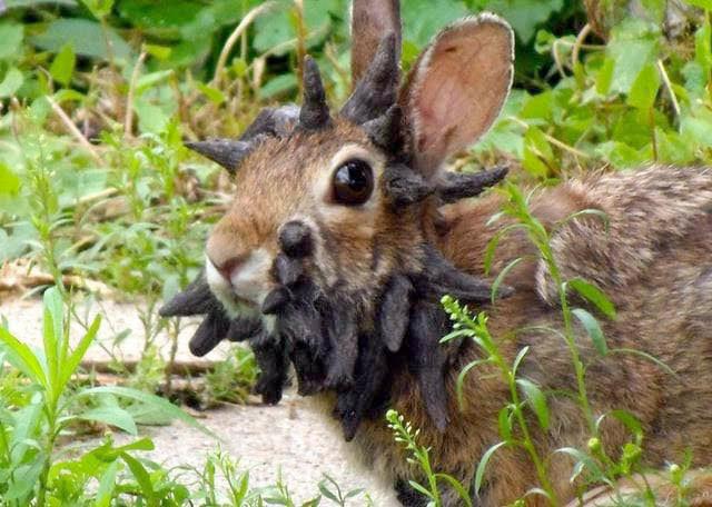 rabbit.jpg