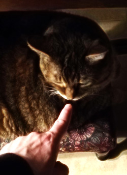 Kitty.jpg