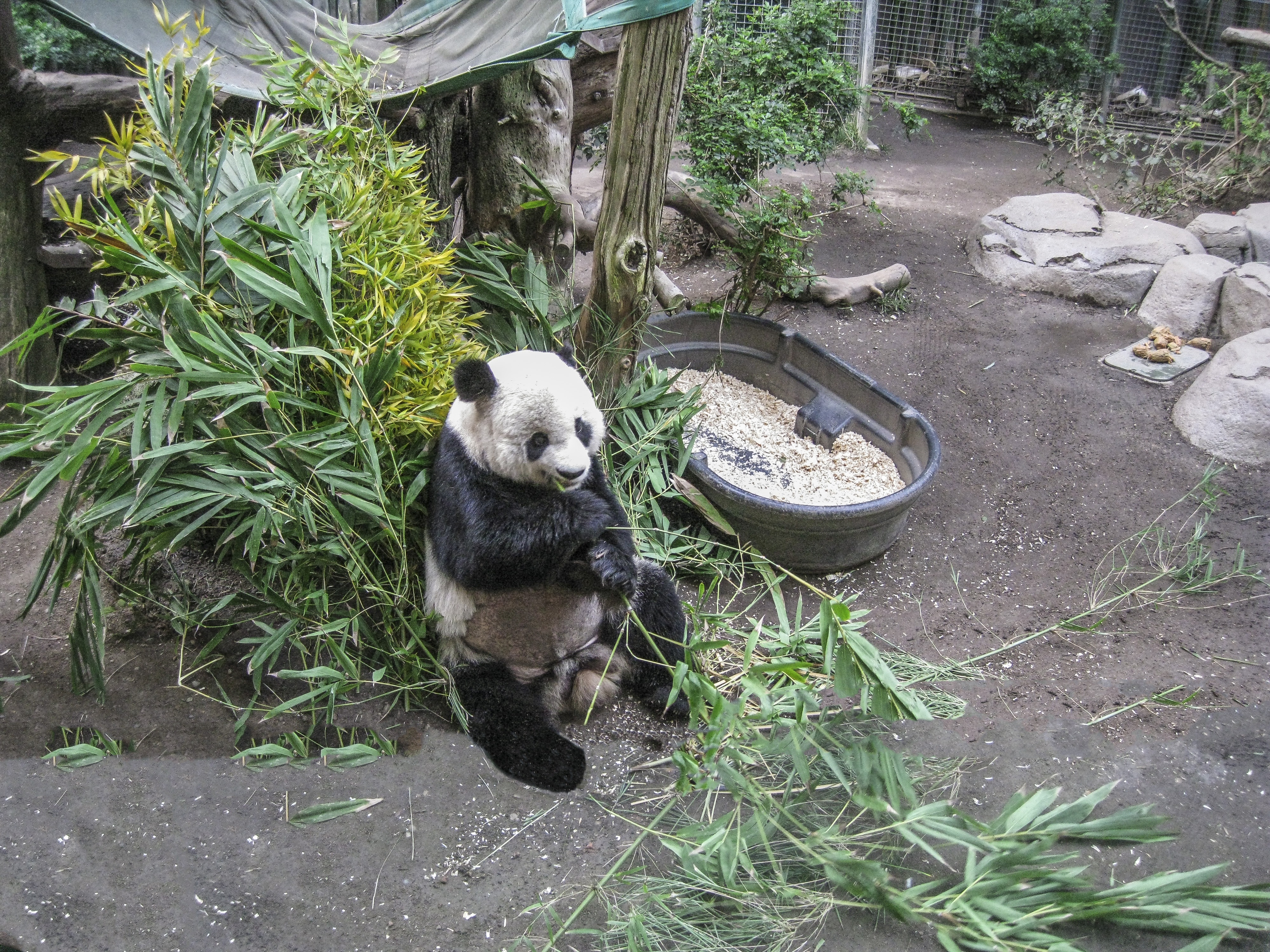 nature-animal-bear-wildlife-zoo-backyard-mammal-garden-fauna-panda-endangered-vertebrate-china-bamboo-giant-panda-891136.jpg