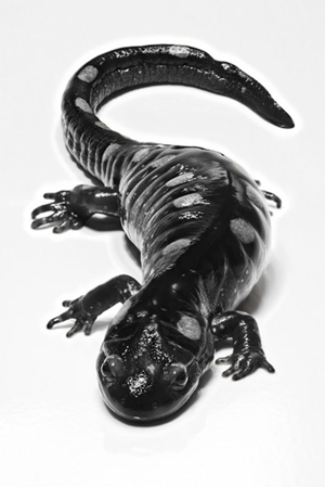 008-FR-salamandre.png