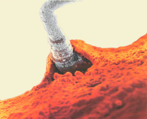 fertilization1.jpg
