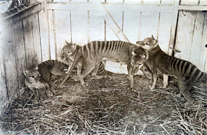 Thylacines.jpg